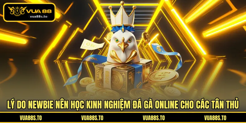 Lý do newbie nên học kinh nghiệm đá gà online cho các tân thủ