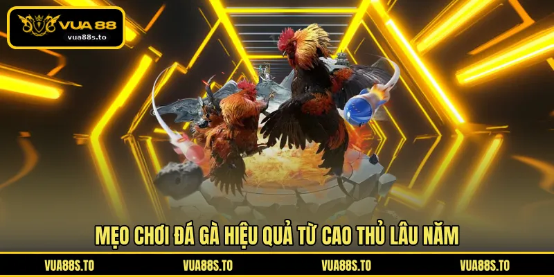 Mẹo chơi đá gà hiệu quả từ cao thủ lâu năm
