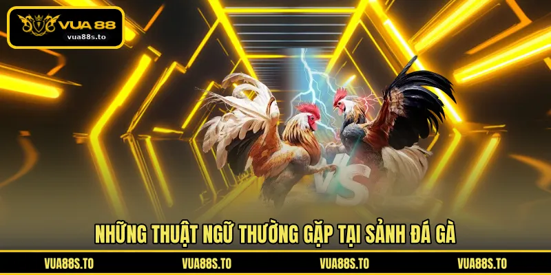 Những thuật ngữ thường gặp tại sảnh đá gà